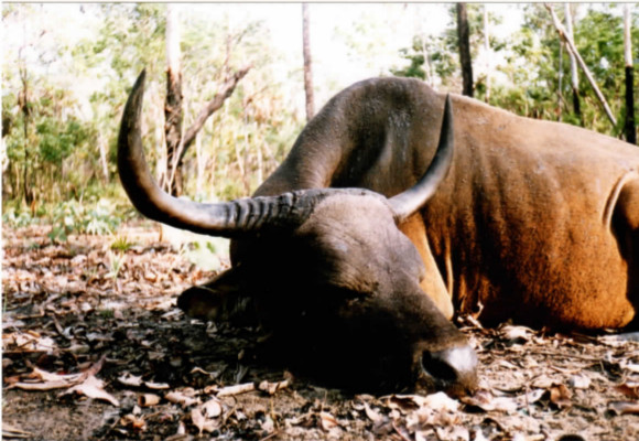 Banteng